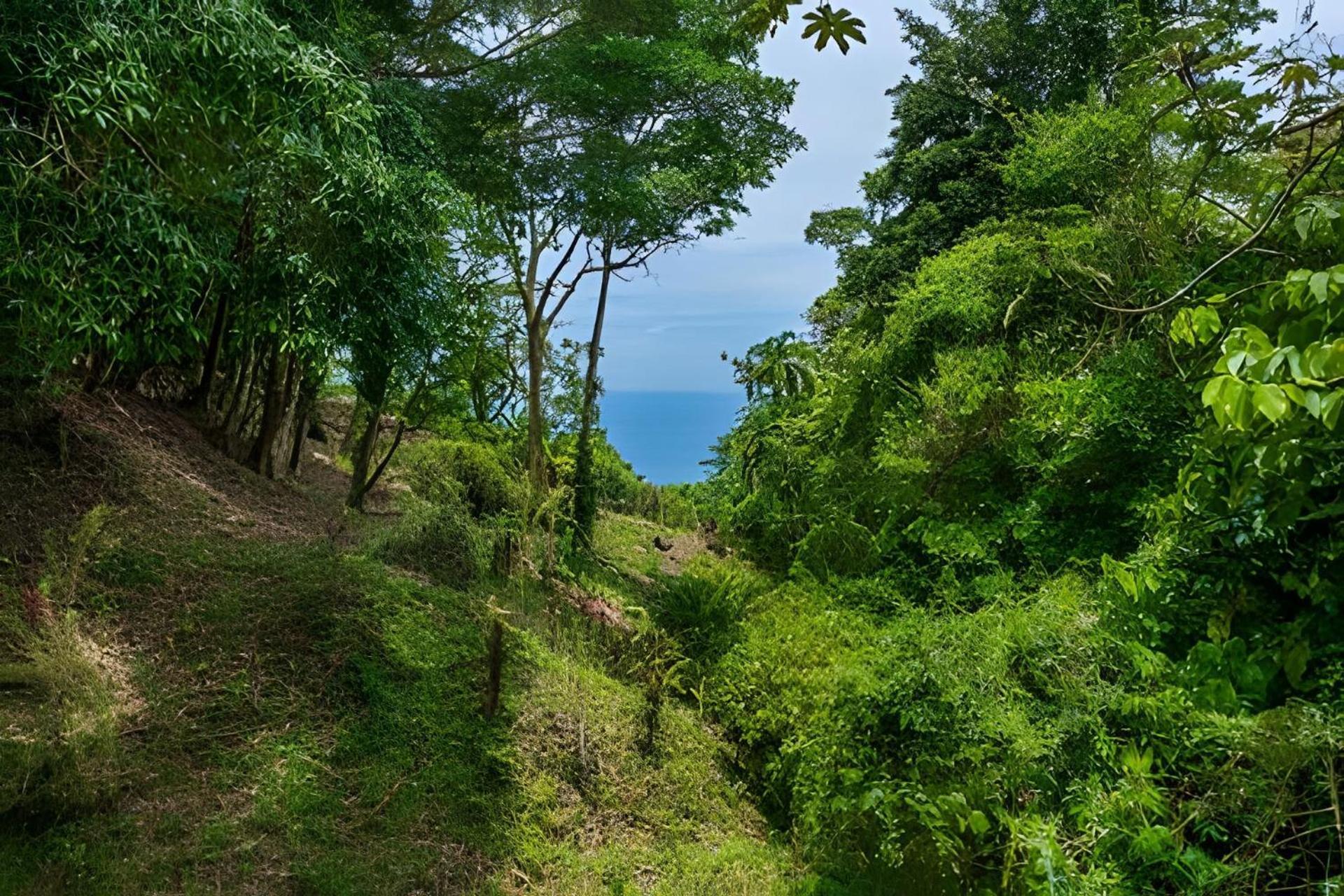 The Jungle Inn Dominicalito Екстер'єр фото
